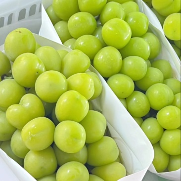 精品阳光玫瑰冷库出货供应商超批发市场稳定供货量大来谈