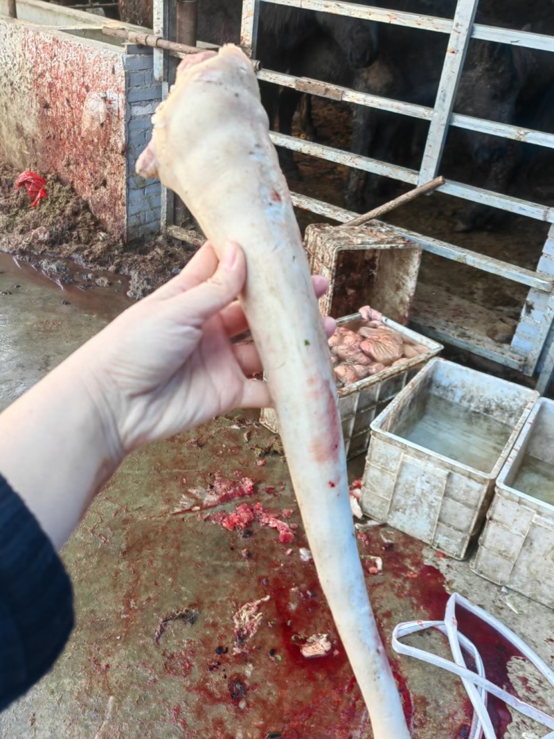 新鲜驴尾巴现货自家屠宰场大量供应纯水退干净无毛