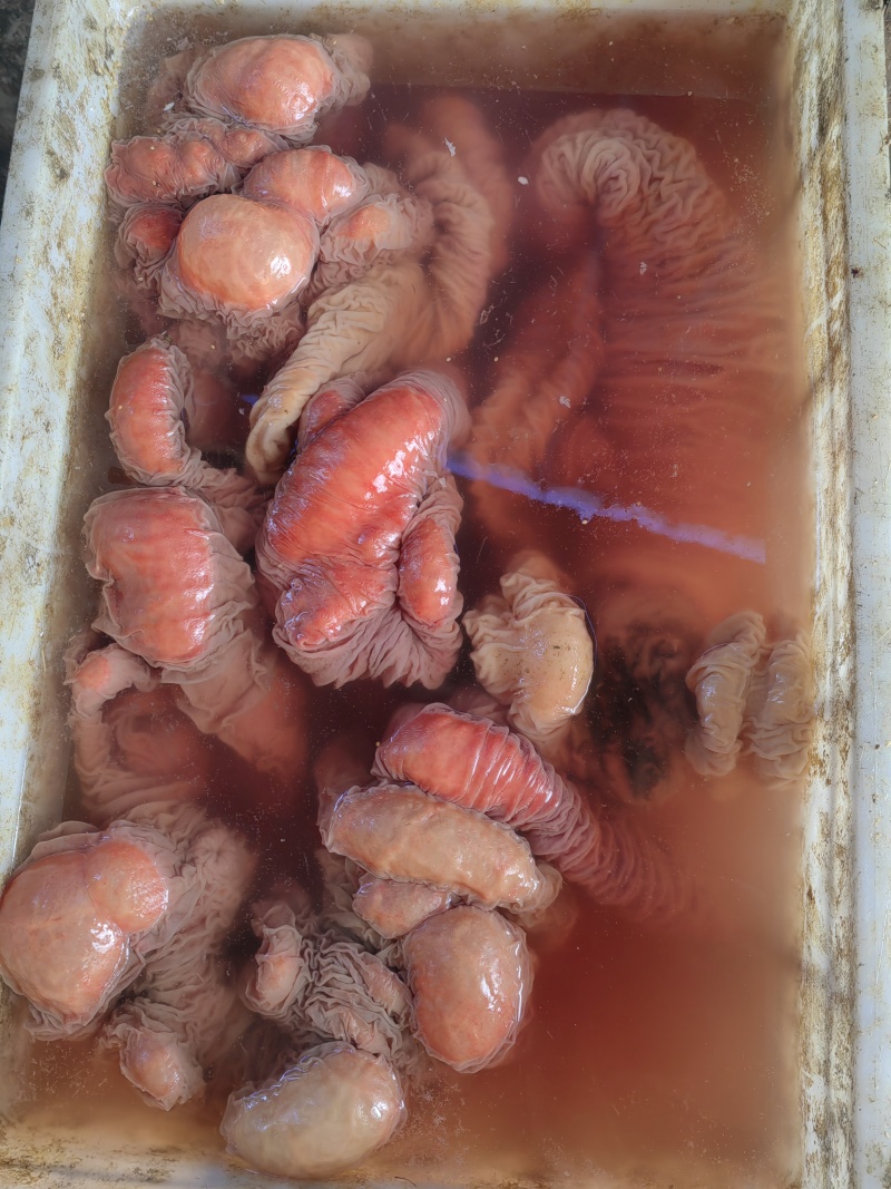 河北正宗沥水驴板肠无注水新鲜驴板肠，大量供应可视频