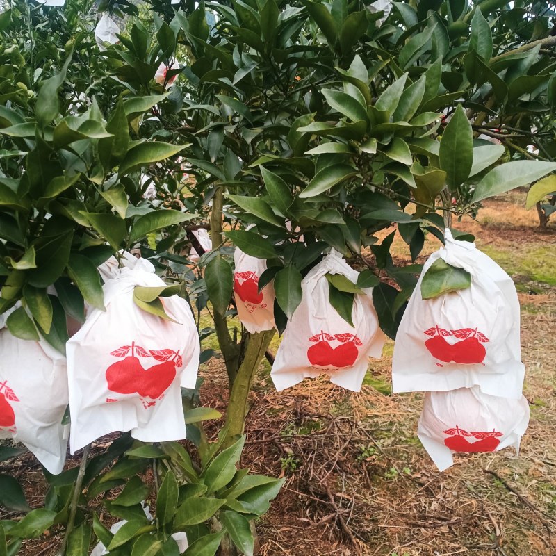 四川春见耙耙柑，果面干净，味道纯甜，价格美丽