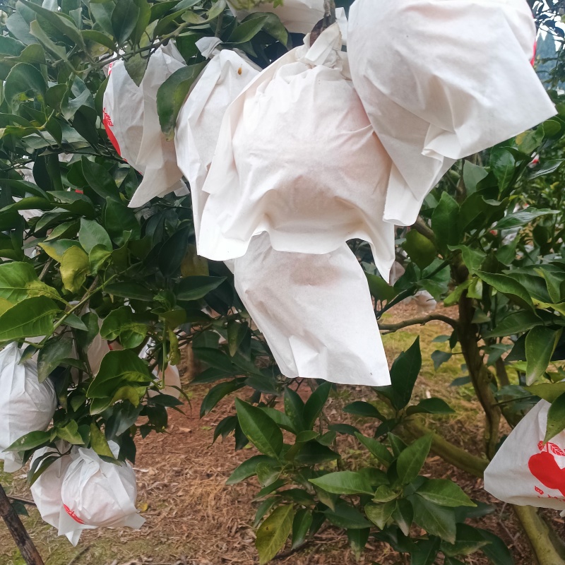 四川春见耙耙柑，果面干净，味道纯甜，价格美丽