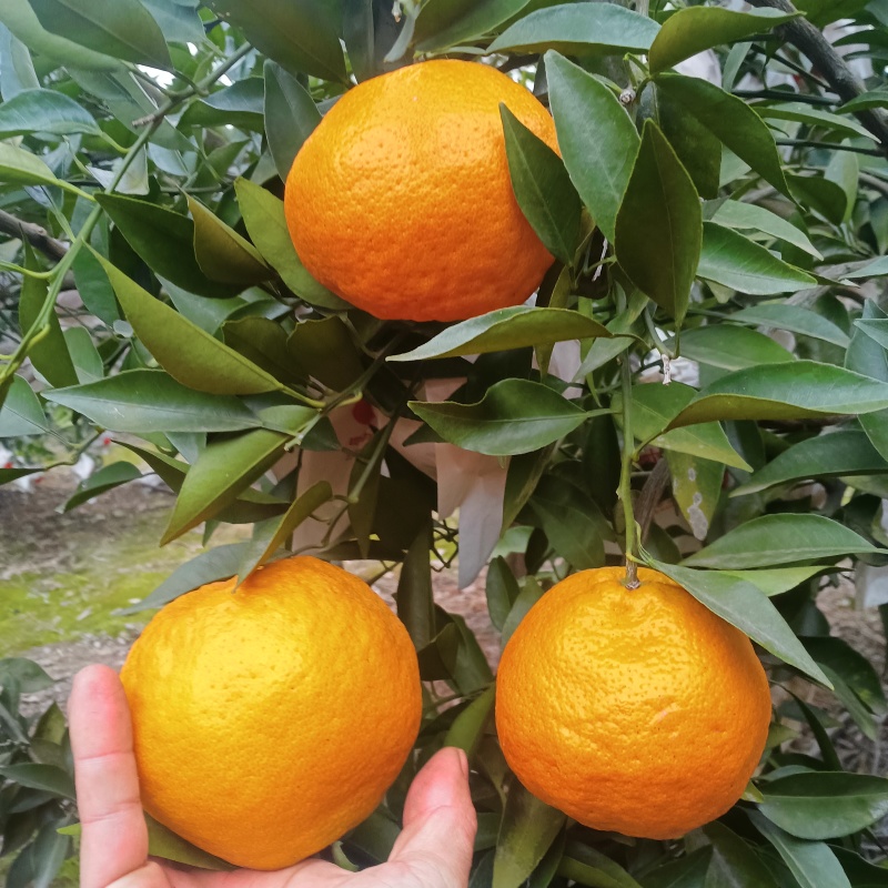 四川春见耙耙柑，果面干净，味道纯甜，价格美丽