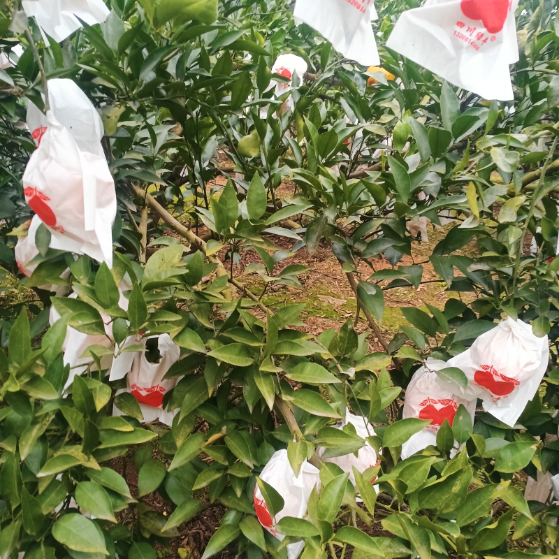 四川春见耙耙柑，果面干净，味道纯甜，价格美丽