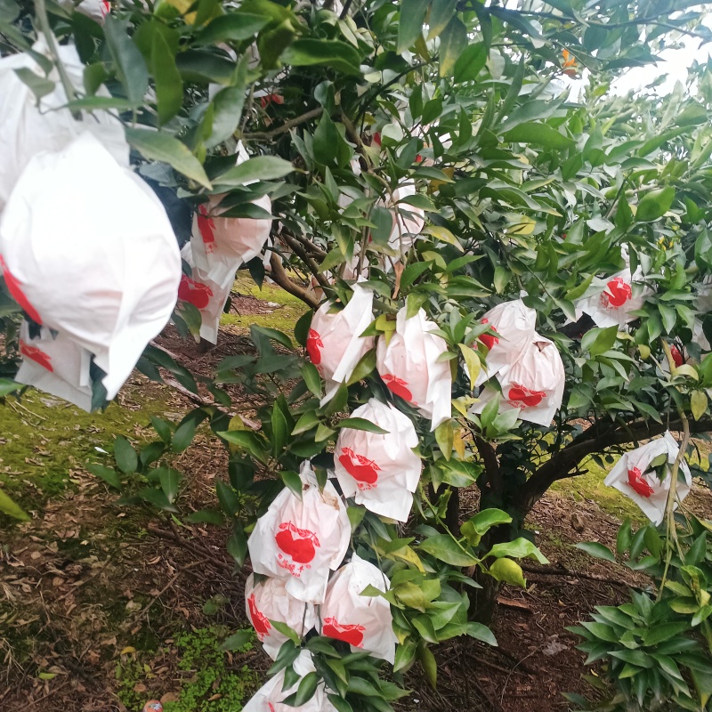 四川春见耙耙柑，果面干净，味道纯甜，价格美丽