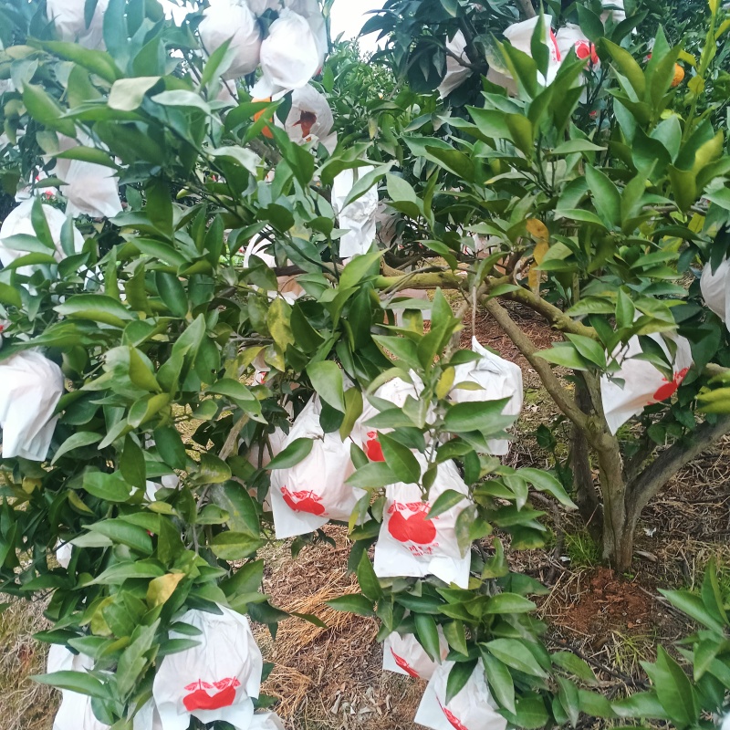 四川春见耙耙柑，果面干净，味道纯甜，价格美丽