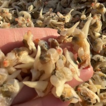 哈喇肉干、花甲肉干、干度很高、常年有货、保质保量