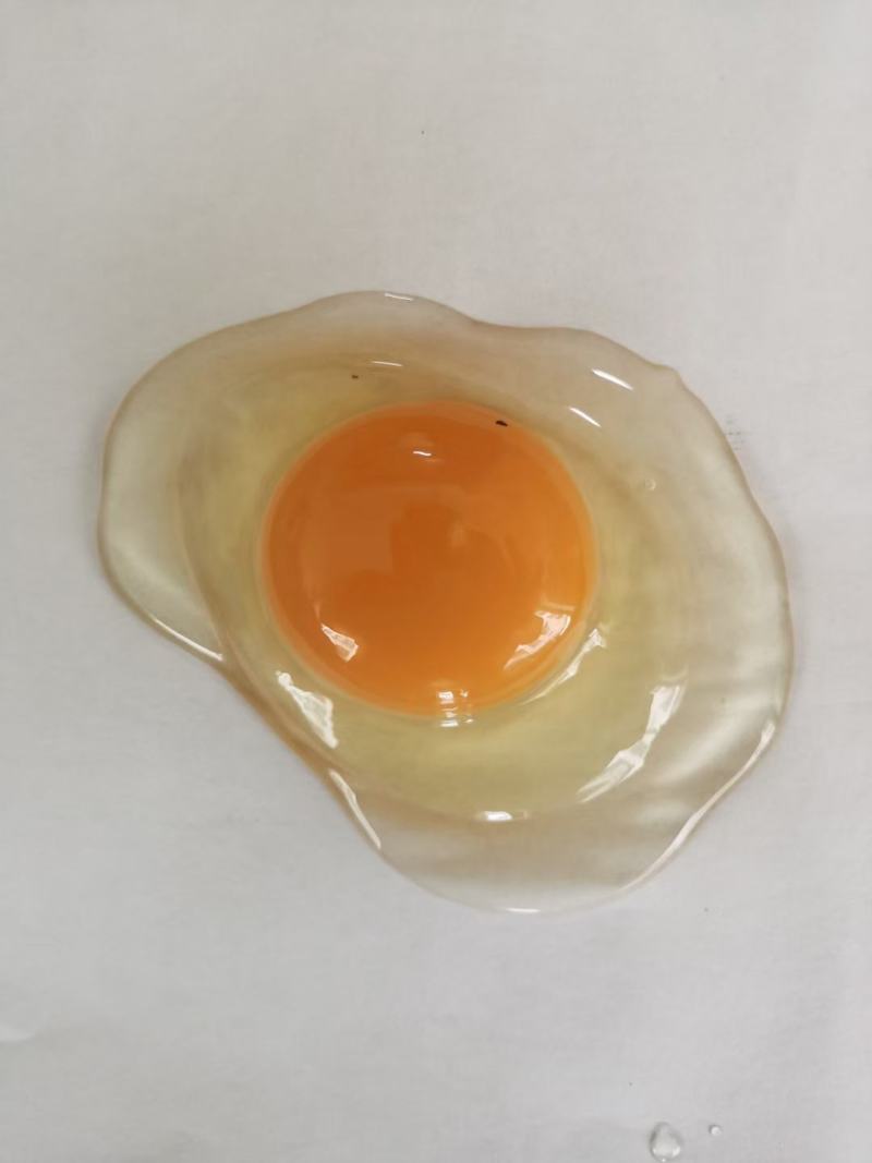 贵州绿壳蛋，土鸡蛋，批发零售，可以一件带发，欢迎直播，直