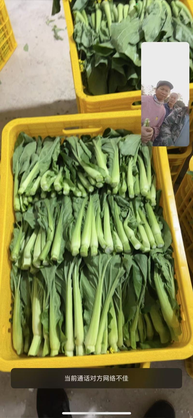 芽白苔