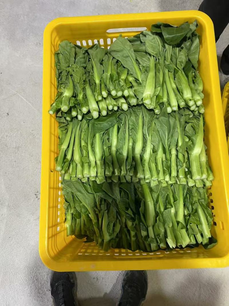 芽白苔