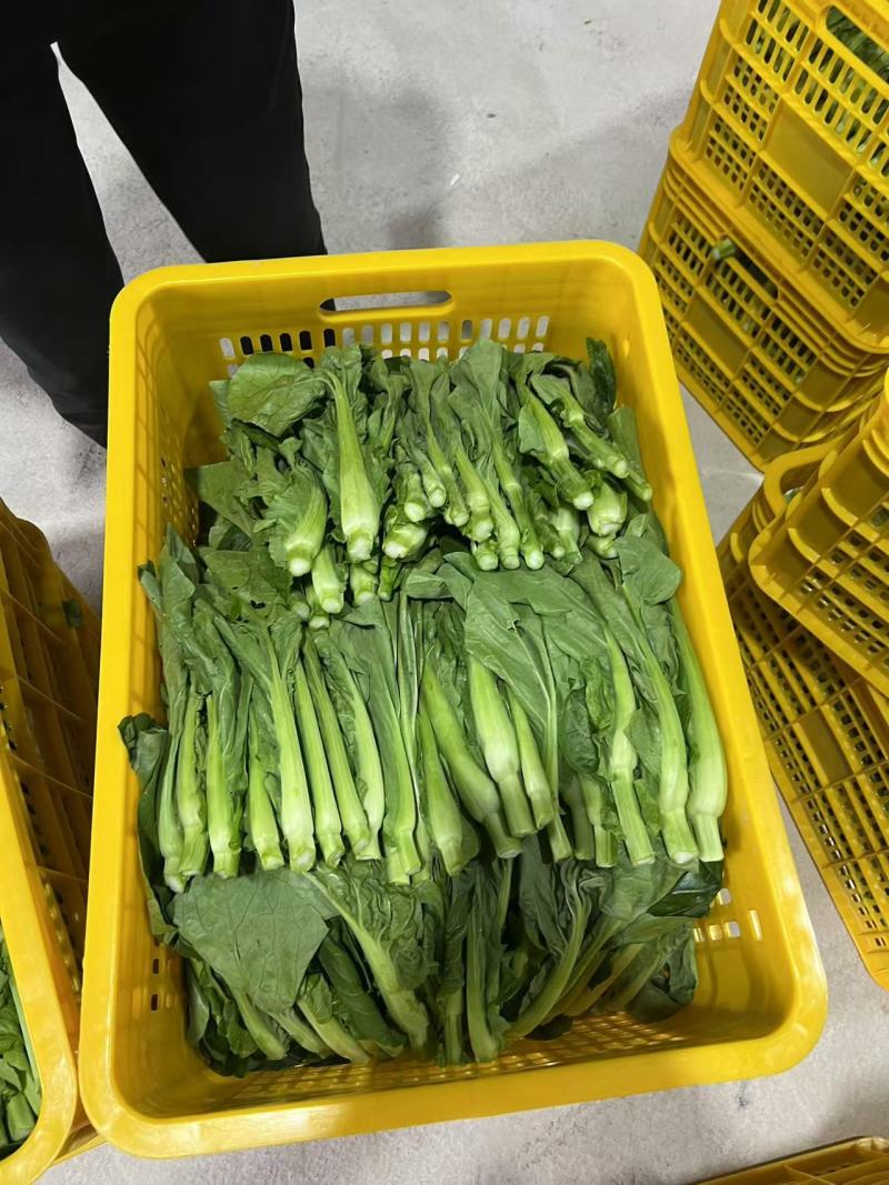 芽白苔