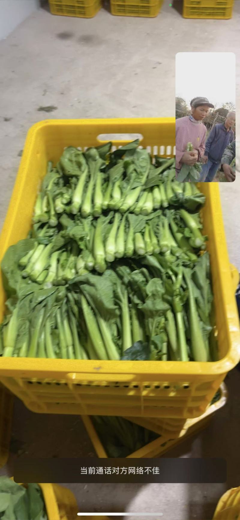 芽白苔