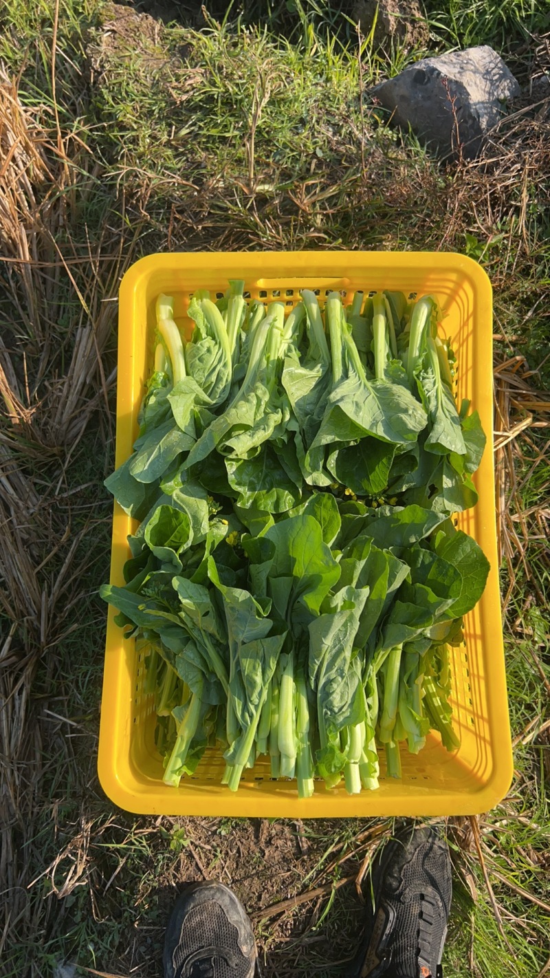 芽白苔