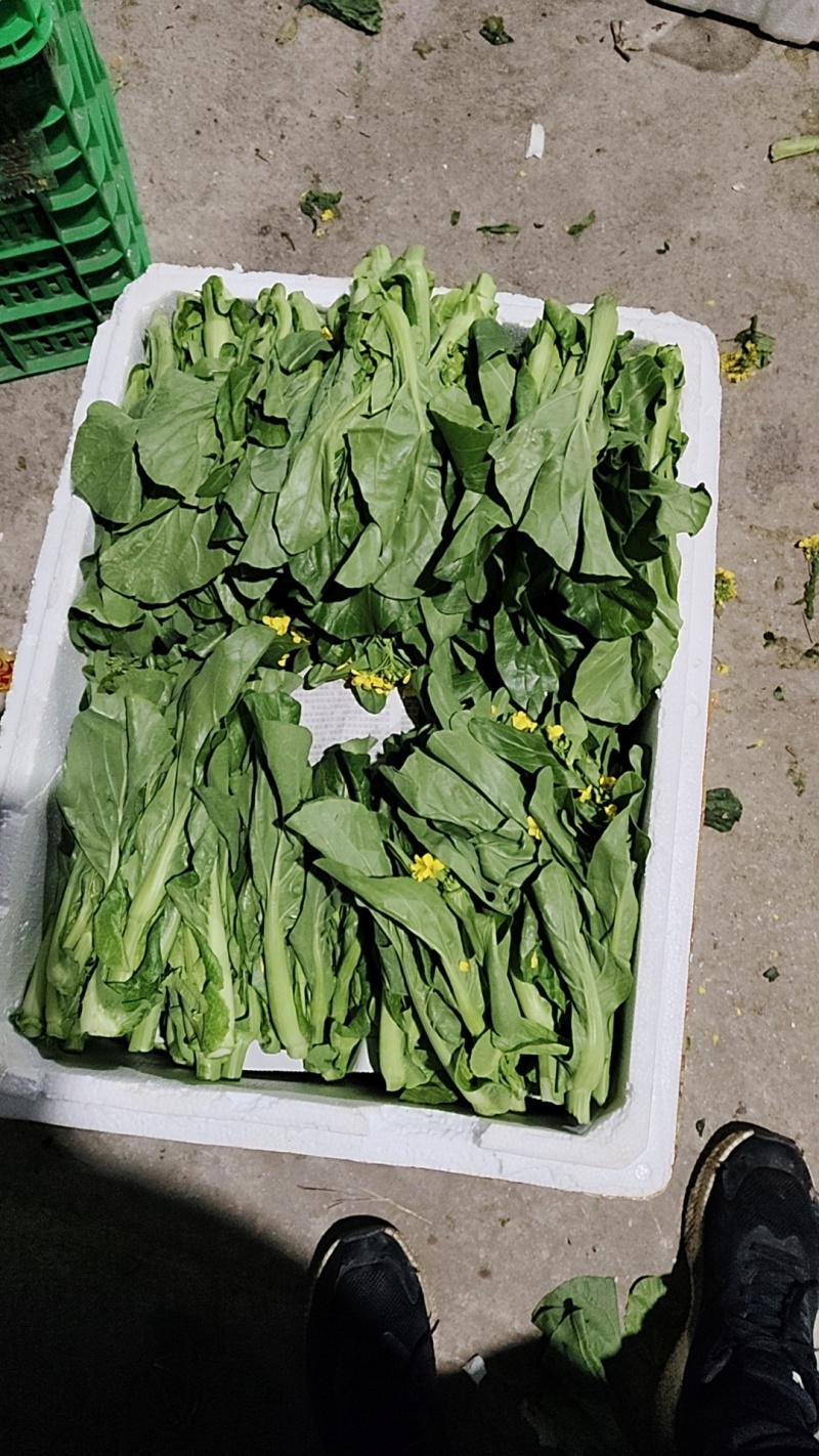 芽白苔