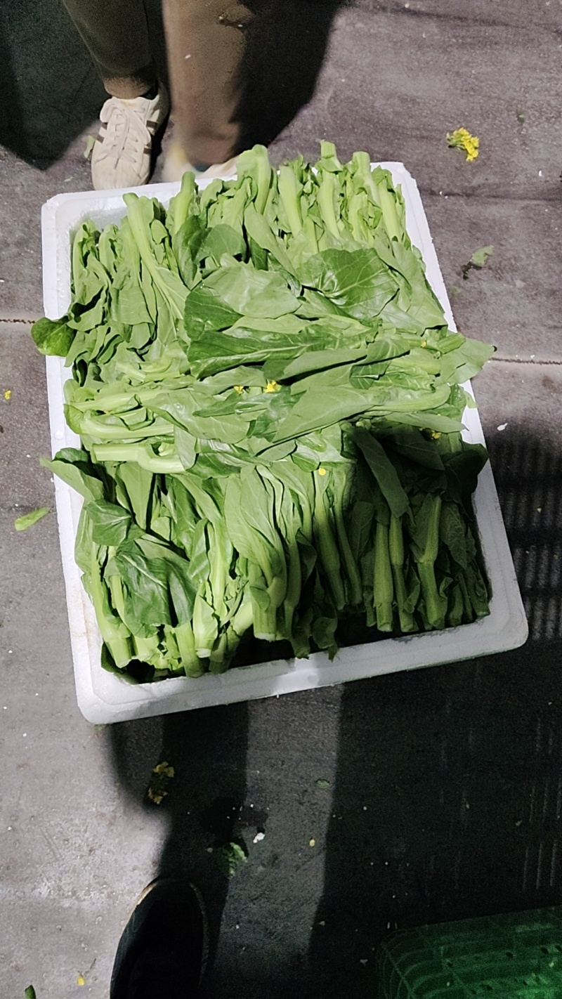 芽白苔