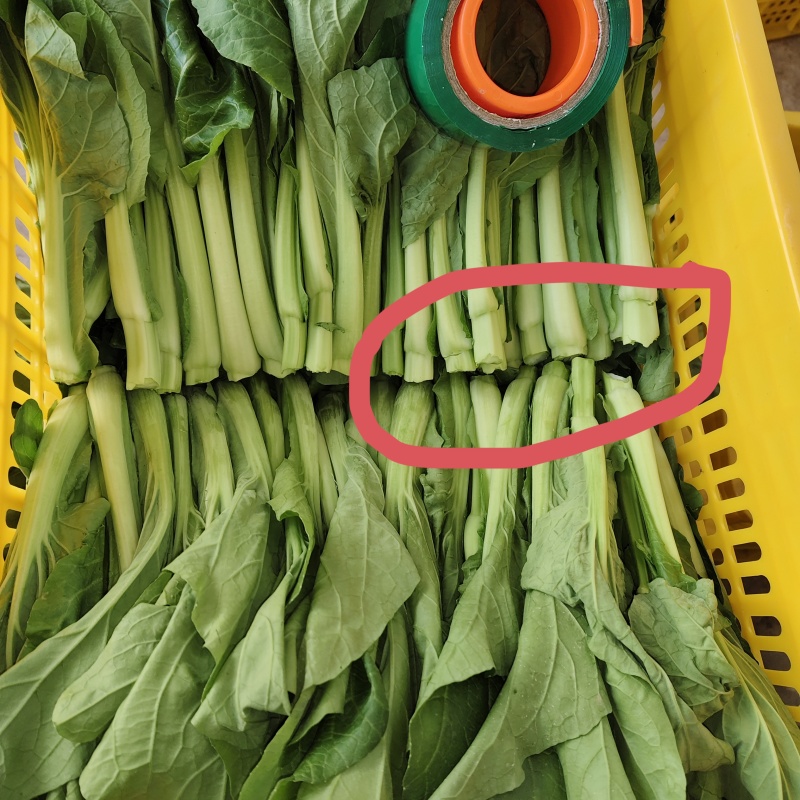 芽白苔