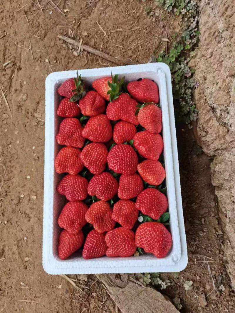 甜查理草莓