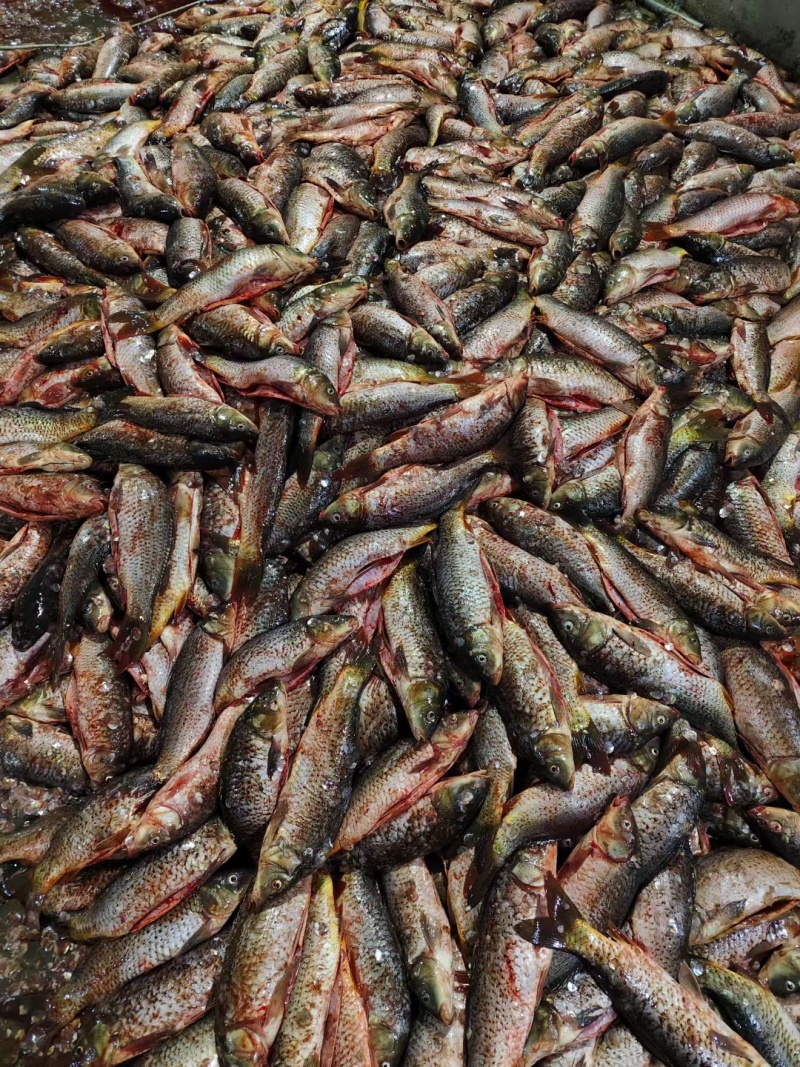 鲤鱼壳每天鲜杀特价鲤鱼壳畅销