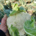 江苏盐城新鲜蔬菜有机花菜松花菜大量上货了品相好价格实惠