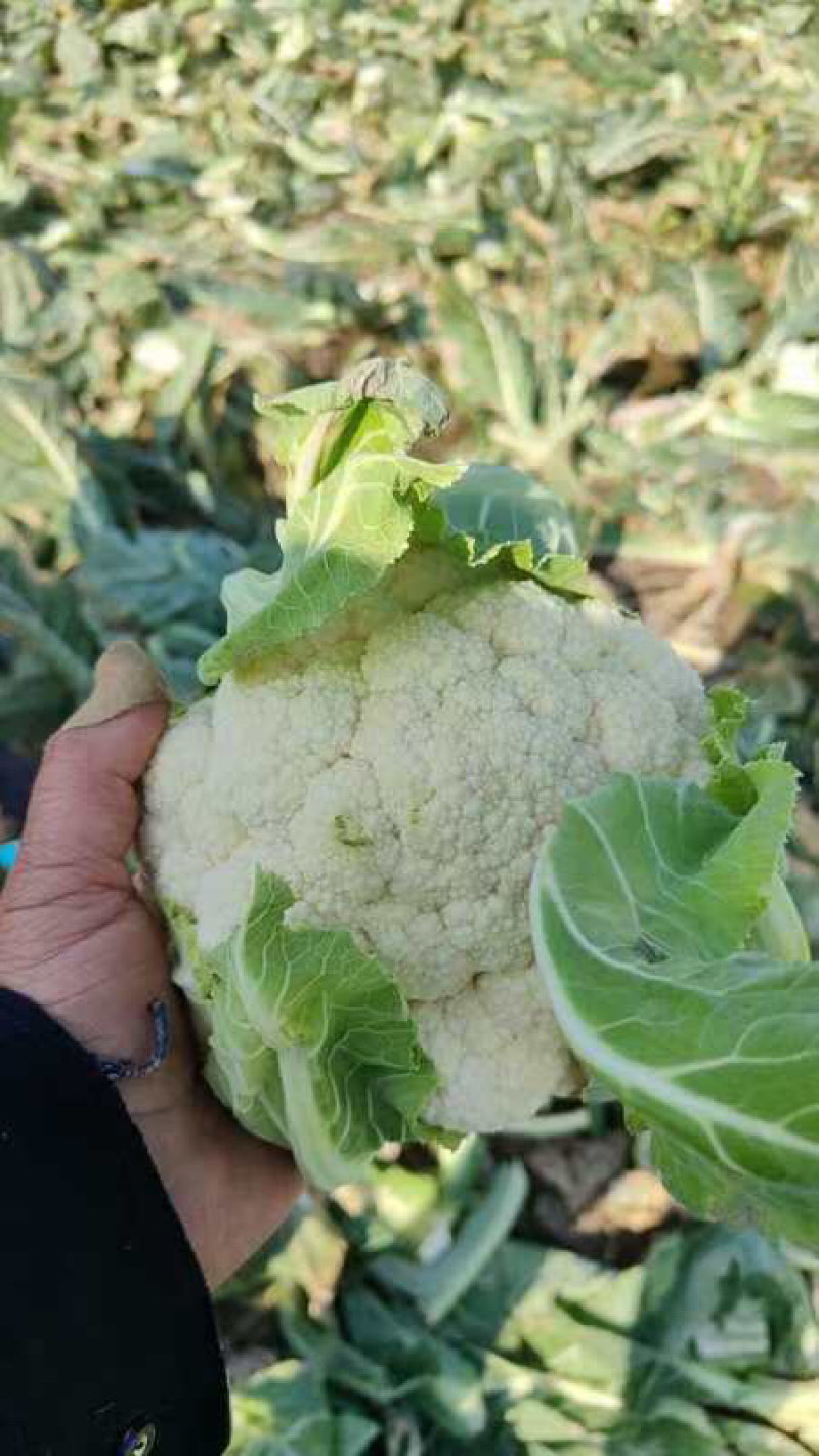 江苏盐城新鲜蔬菜有机花菜松花菜大量上货了品相好价格实惠