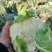 江苏盐城新鲜蔬菜有机花菜松花菜大量上货了品相好价格实惠