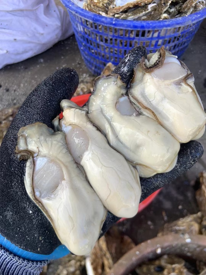 乳山大生蚝火锅餐饮社区畅销产品，当天现开免费寄样。