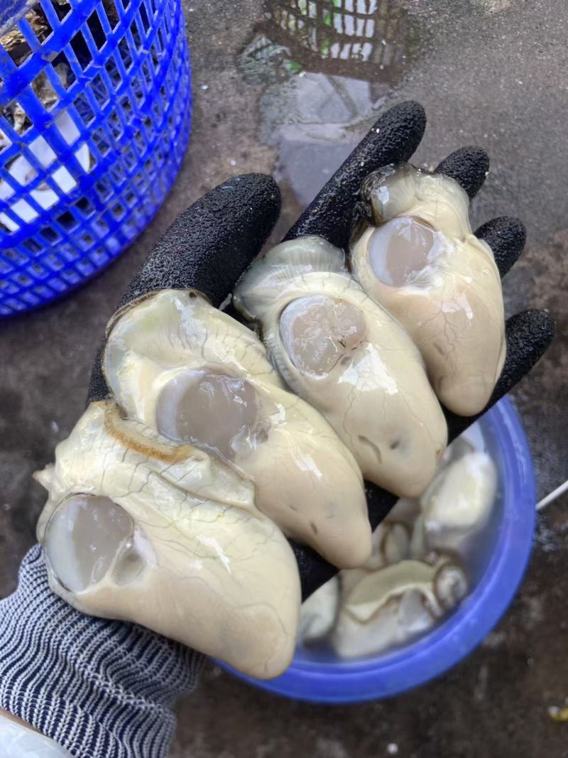乳山大生蚝火锅餐饮社区畅销产品，当天现开免费寄样。