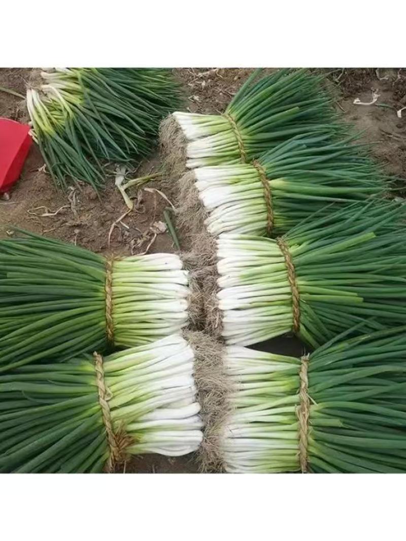 安徽分葱大量供应，货源充足，量大从优，基地直发。