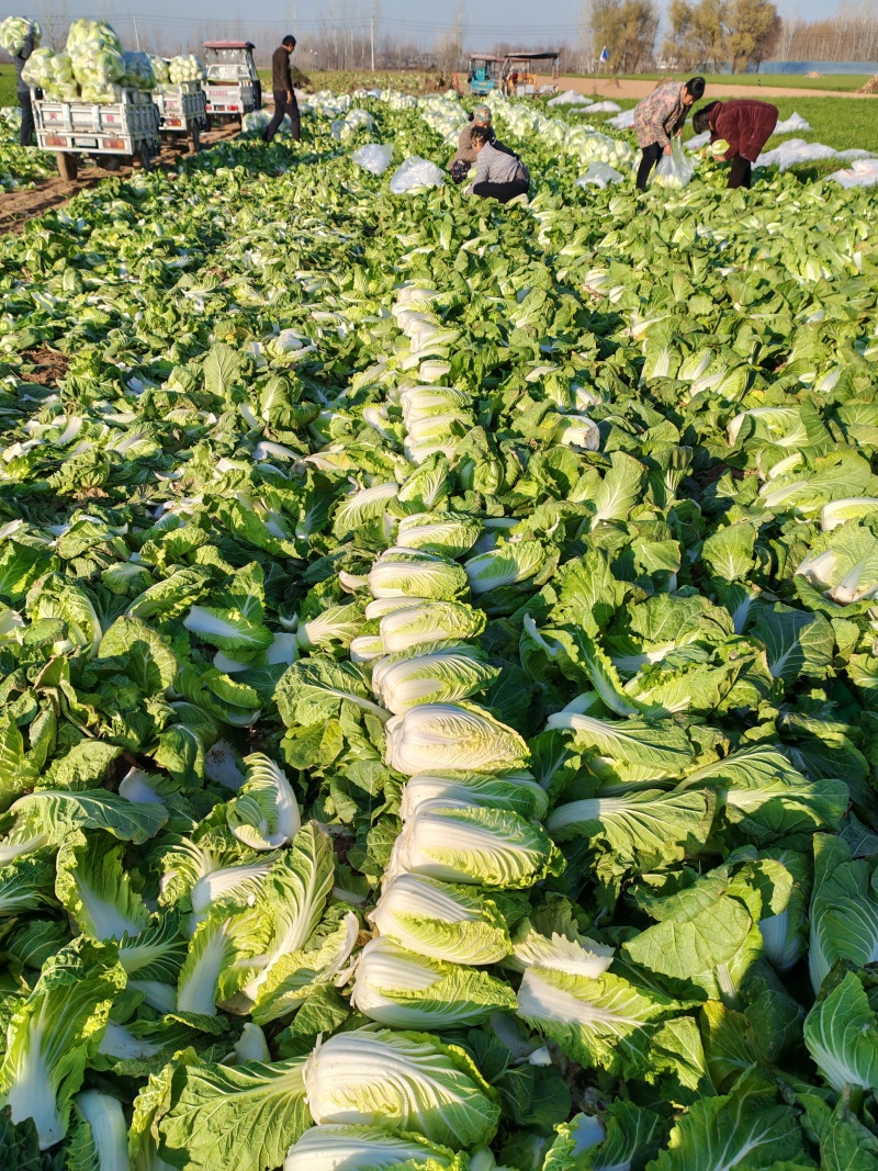 精品小娃娃菜，大量上市，产地直发，欢迎老板采购，诚信合作。