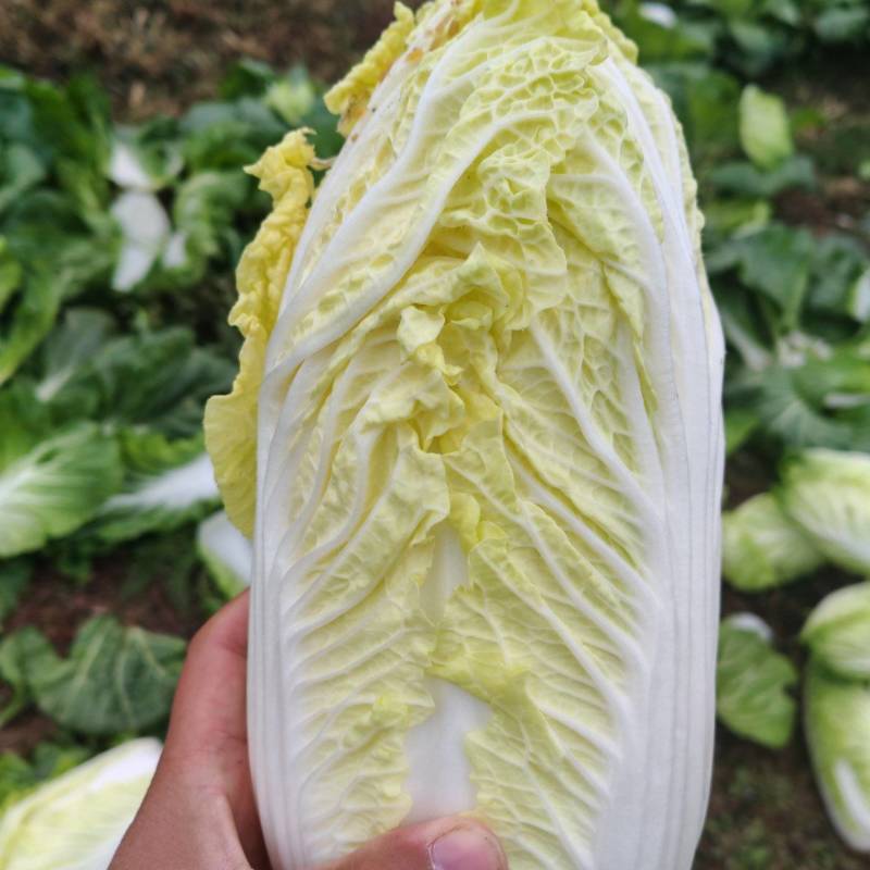 精品小娃娃菜，大量上市，产地直发，欢迎老板采购，诚信合作。