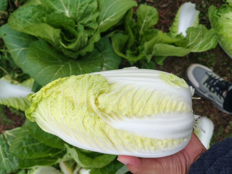 精品小娃娃菜，大量上市，产地直发，欢迎老板采购，诚信合作。