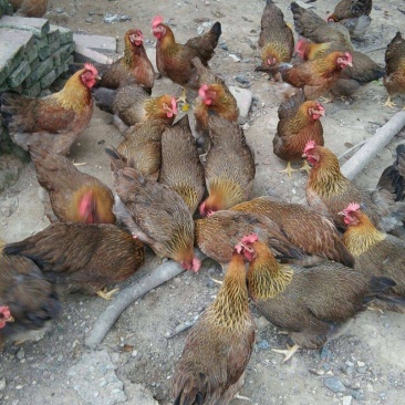 江西老母鸡阉鸡大量出售批发全国发货，有需要的老板可以联系
