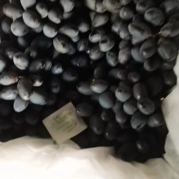 西昌葡萄秋黑葡萄大量现货供应见货定价欢迎咨询