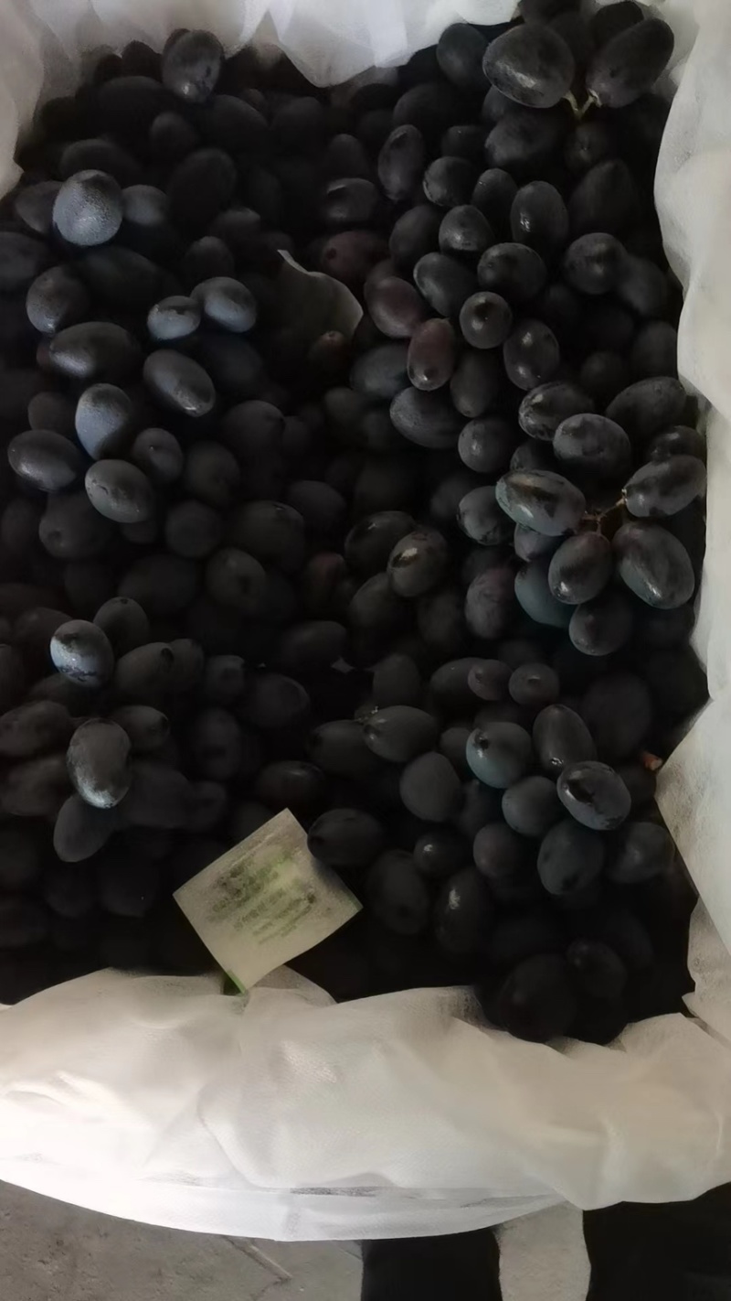 西昌葡萄秋黑葡萄大量现货供应见货定价欢迎咨询