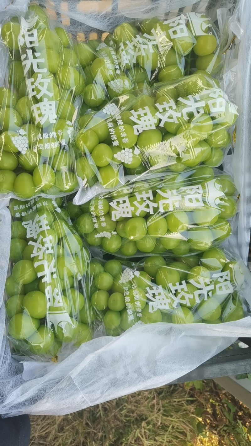陕西葡萄阳光玫瑰大量现货供应见货定价欢迎咨询