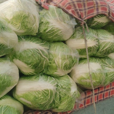 河南白菜秋绿60白菜，视频看货，线上保障交易。