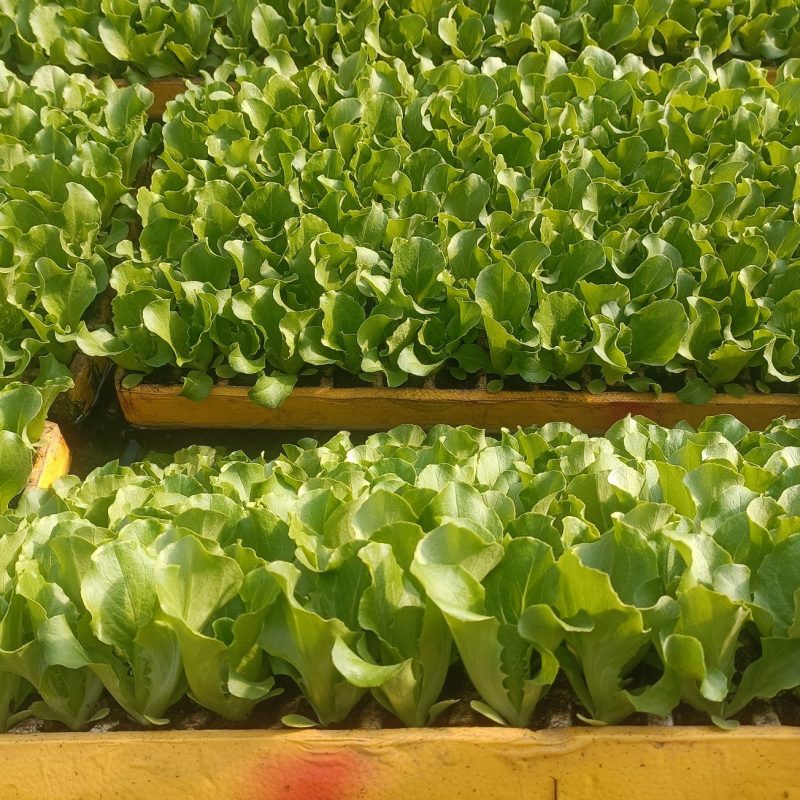 意大利苗