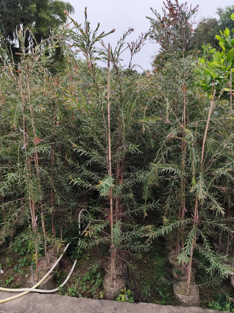 红千层1.8米-2米高大量出售自家货源支持视频看货