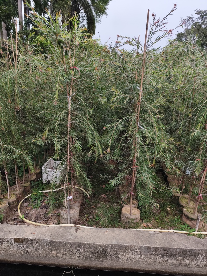 红千层1.8米-2米高大量出售自家货源支持视频看货
