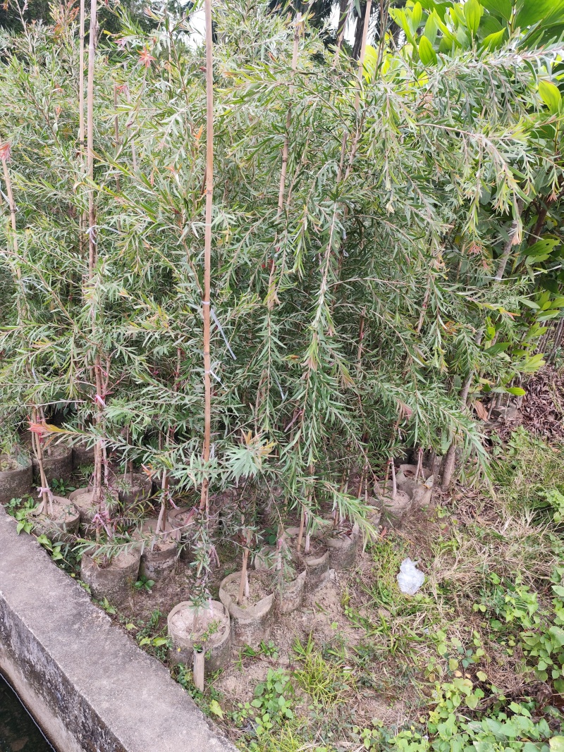 红千层1.8米-2米高大量出售自家货源支持视频看货