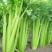 【正宗】河北西芹芹菜基地直发对接全国量大从优一条龙服务
