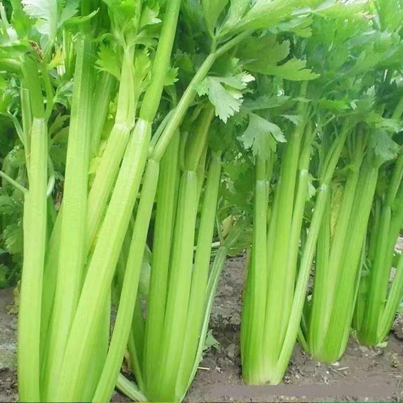 【正宗】河北西芹芹菜基地直发对接全国量大从优一条龙服务