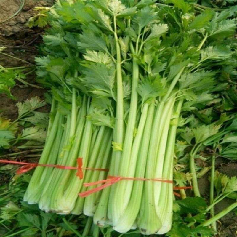【正宗】河北西芹芹菜基地直发对接全国量大从优一条龙服务