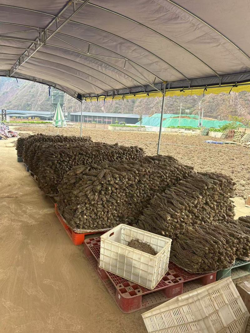 当归精品来袭原产地直供随时有货
