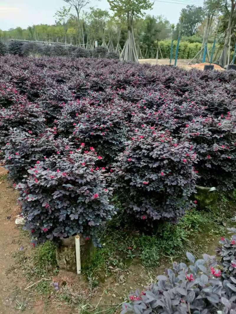 红继木50-60高大量出售自家货源可视频看货