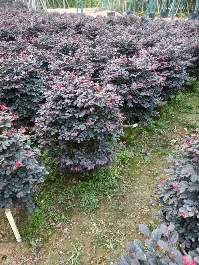 红继木50-60高大量出售自家货源可视频看货