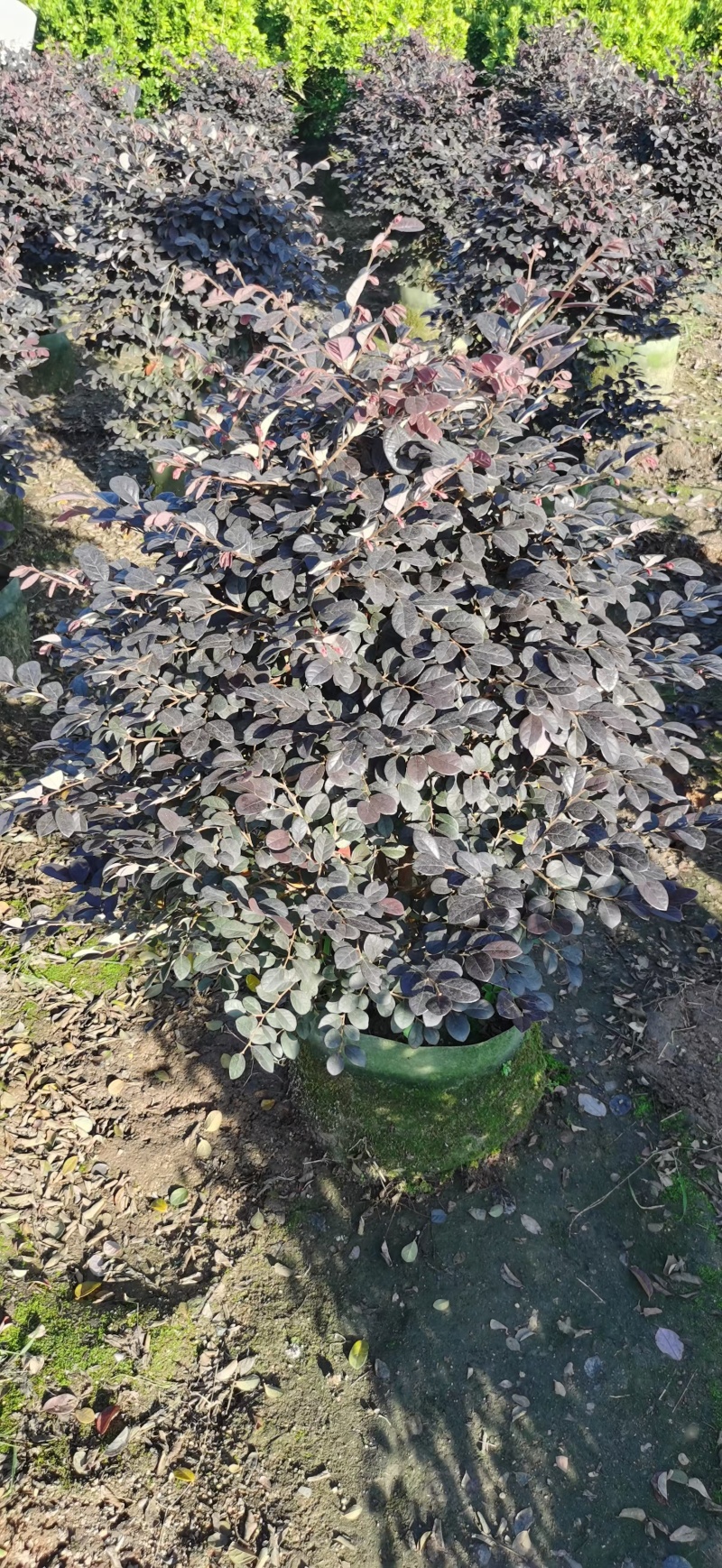 红继木50-60高大量出售自家货源可视频看货