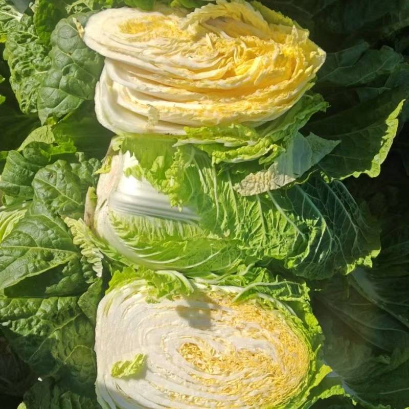 精品白菜黄心白菜江苏白菜量大价优欢迎选购