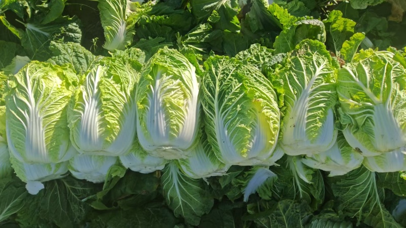 精品白菜黄心白菜江苏白菜量大价优欢迎选购