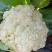 精品花菜有机花菜松花菜江苏花菜基地直发量大价优欢迎选购