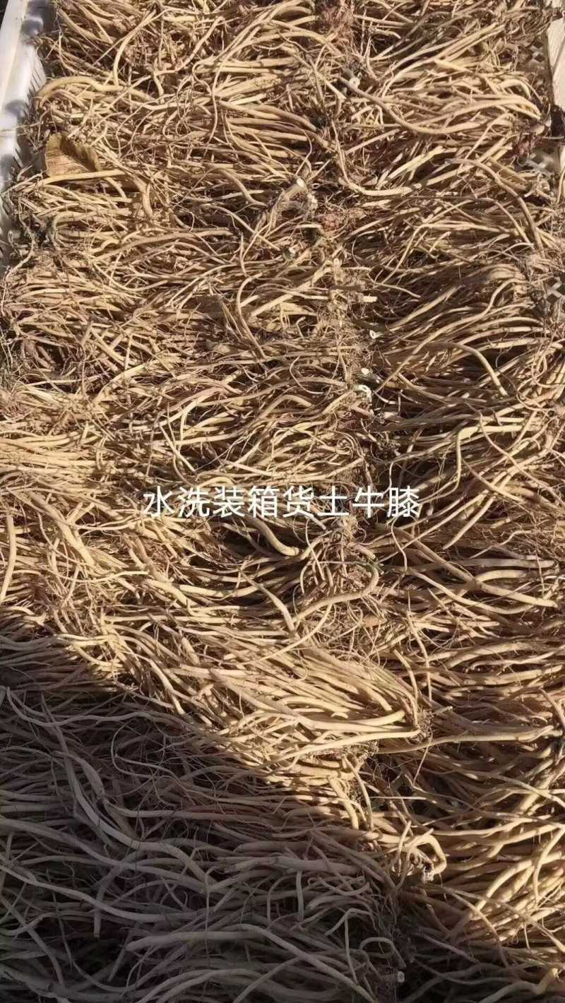 土牛膝